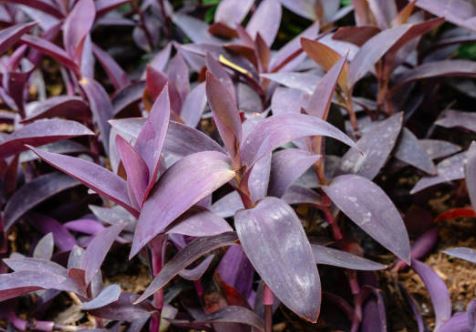 BP424- SETCRESEA 4" POT