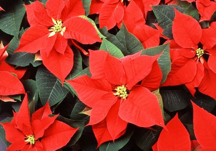 BP425 POINSETTIA 4" POT