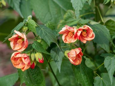 "BP426 ABUTILON 4"" POT"