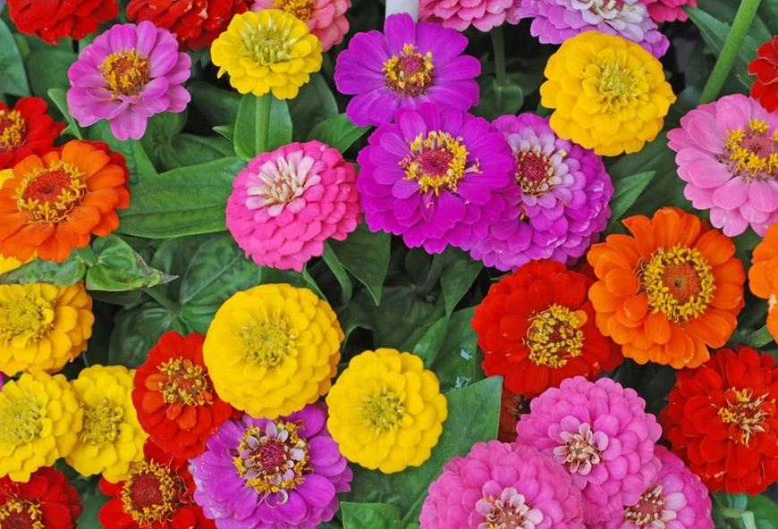BP43 ZINNIAS 4" POT