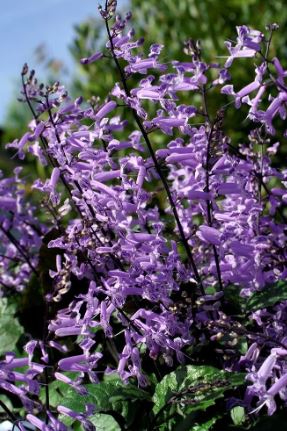 BPG9 MONA LAVENDAR 1 GAL