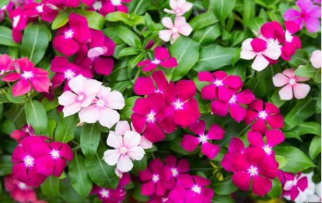 BP431 VINCA VINE 4" POT