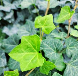 BP432 ENGLISH IVY 4" POT