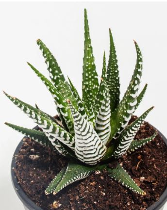 BP433 HAWORTHIA 4" POT