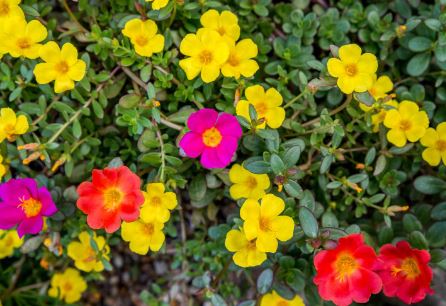 BP434 PORTULACA 4" POT