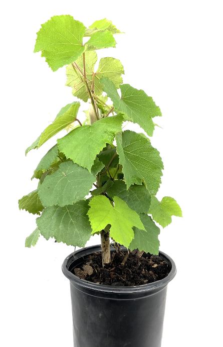 FRU14- GRAPE VINES 1 GAL
