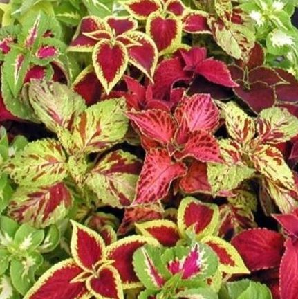 BP437 COLEUS 4" POT
