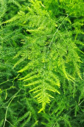 BP44 ASPARAGUS FERN 4" POT