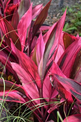 BP440 CORDYLINE 4" POT