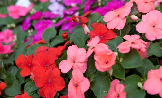 BP441 IMPATIENS 4" POT