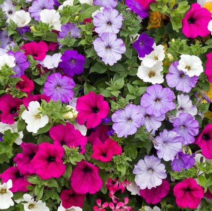 BP442 PETUNIA 4" POT