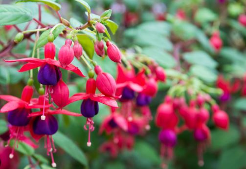 BP443 FUCHSIA 4" POT