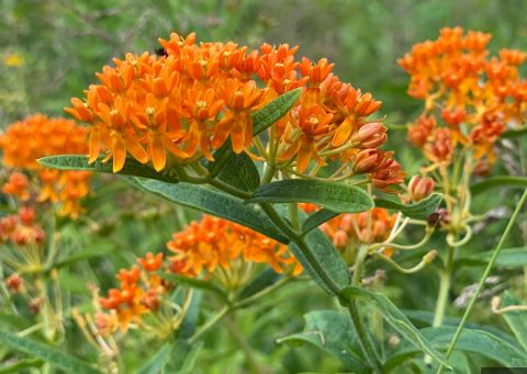 BP444 ASCLEPIAS (MILKWEED) 4" PO