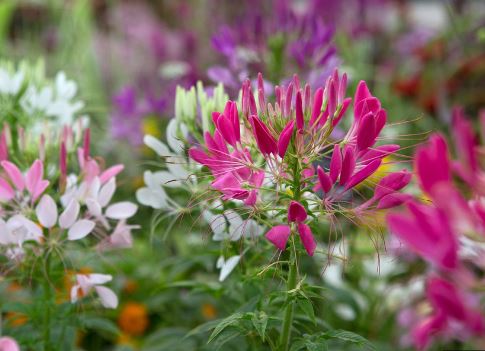 BP448 CLEOME 4" POT
