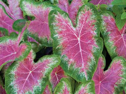 BP449 CALADIUMS 4" POT