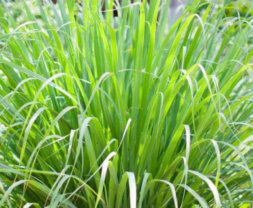 HERG1 LEMON GRASS 1GAL