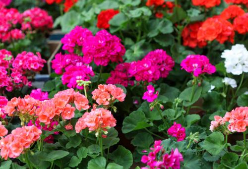 BP45 GERANIUM 4" POT