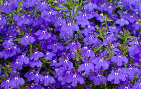BP450 LOBELIA 4" POT