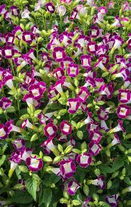 BP451 TORENIA 4" POT