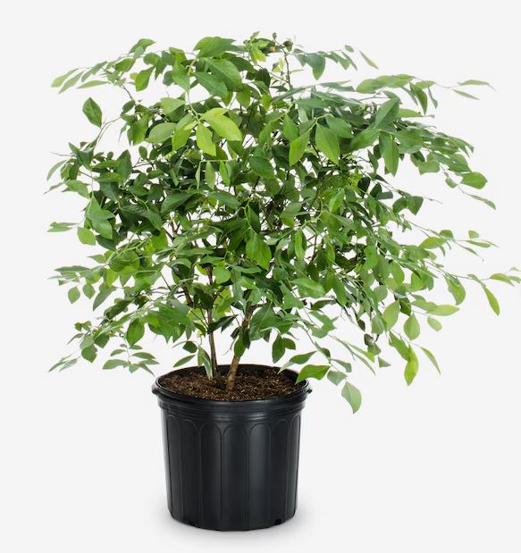 FRU11- BLUEBERRY BUSH - 1GAL