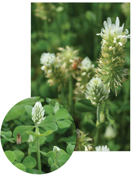 WHITE CLOUD CRIMSON CLOVER 50LB