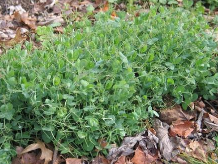 AUSTRIAN WINTER PEAS 5LB