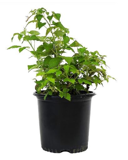 FRU12- RASPBERRY BUSH 1 GAL