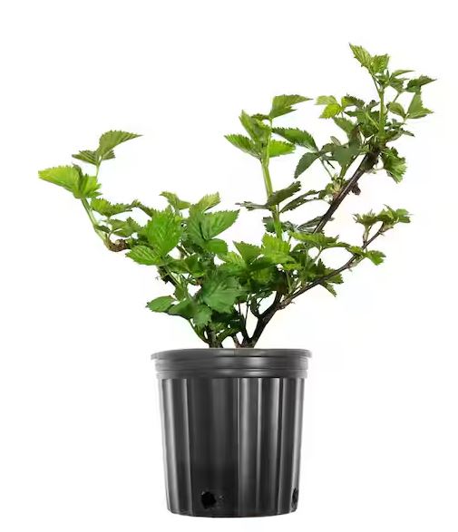 FRU13- BLACKBERRY BUSH 1GAL