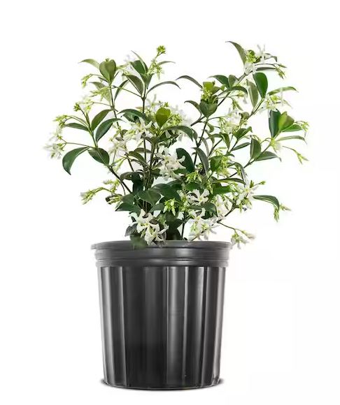 SHR12-CONFEDERATE JASMINE 1GAL