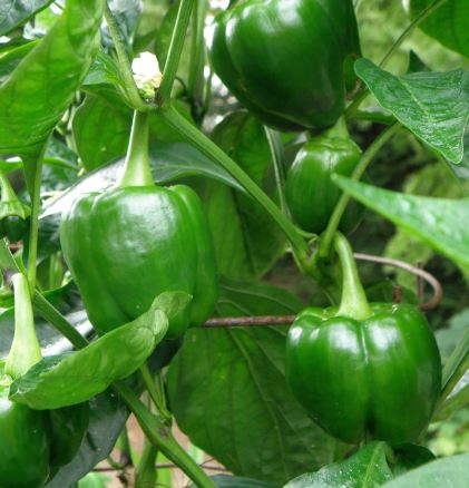 PEPG1 GREEN BELL PEPPER 1GAL