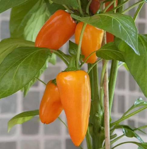 PEPG3 ORANGE FRESH BITES PEPPERS