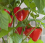 PEPG4 RED FRESH BITES PEPPERS