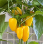 PEPG5 YELLOW FRESH BITES PEPPERS
