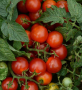 TOMG5 LITTLE BING CHERRY TOMATO