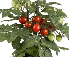 TOMG6 POTTED COCOA TOMATO 1GAL