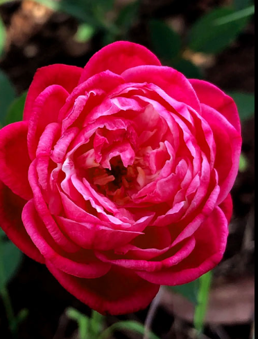 SHR332 LOUIS PHILLIPE ROSE 3GAL