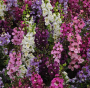 BP413 ANGELONIA 4" POT