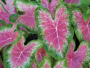 BP449 CALADIUMS 4" POT