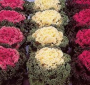 BP472 FLOWERING KALE 4" POT