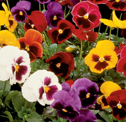 BP474 MAJESTIC GIANT PANSY 4"