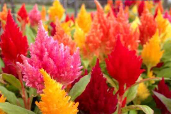 BP477 CELOSIA 4" POT