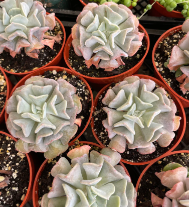BP48 ECHEVERIA 4" POT
