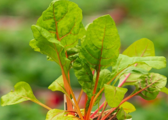 CHA2 SWISS CHARD 4" POT