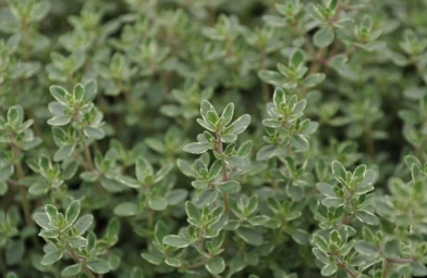 HER33 SILVER THYME 4" POT