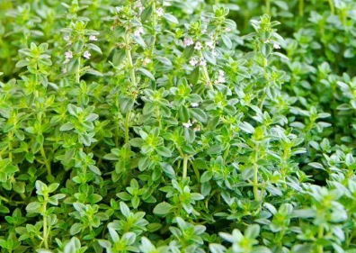 HER34 LEMON THYME 4" POT