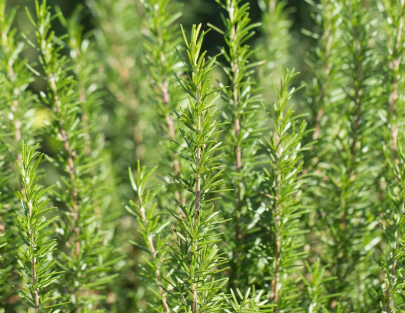 HER35 BBQ ROSEMARY 4" POT