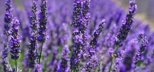 HER36 FRENCH LAVENDER 4" POT