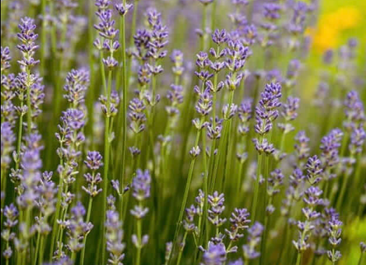 HER37 PROVENCE LAVENDER 4" POT