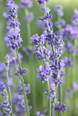 HER38 MUNSTEAD LAVENDER 4"