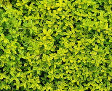 HER39 GOLDEN THYME 4" POT